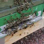 Szálloda Jaegermayrhof *