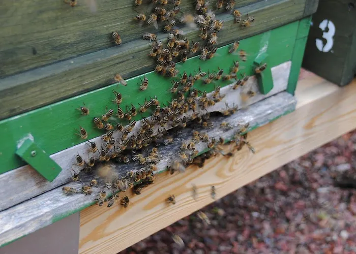 فندق Jaegermayrhof *