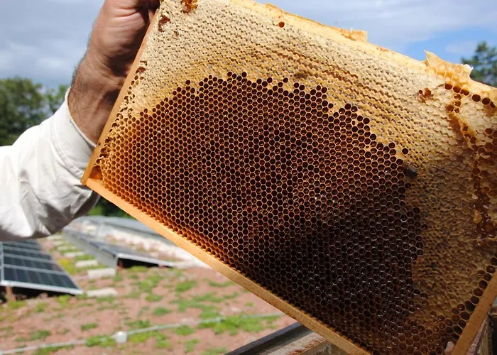 Jaegermayrhof * لينتز